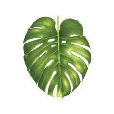 a large green leaf on a white background