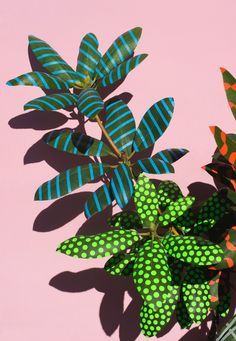 a plant with green and blue polka dots on it's leaves next to a pink wall