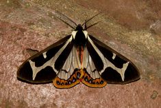 a black and white moth sitting on top of a rock