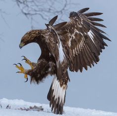 an eagle spreads its wings in the snow