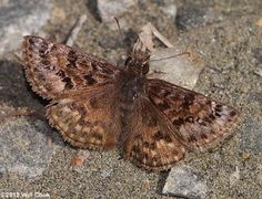 a brown and white moth sitting on the ground