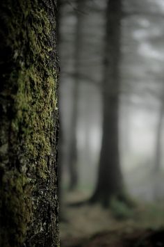 a mossy tree trunk in the middle of a foggy forest with trees on both sides