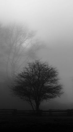 a black and white photo of a tree in the fog