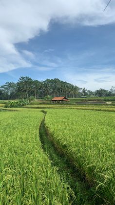 a path in the middle of a green field