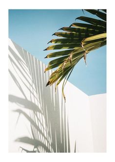 the shadow of a palm tree against a white wall with blue sky in the background