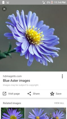 an instagram page with blue aster images on the left and yellow center flower on the right