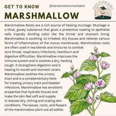 the instructions for how to grow marshmallow