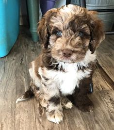 a brown and white puppy sitting on top of a wooden floor next to a blue barrel