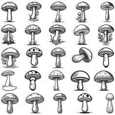 the different types of mushrooms in black and white