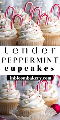 cupcakes with white frosting and candy canes on top, in front of the words tender peppermint cupcakes