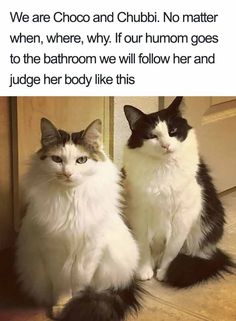 two cats sitting next to each other in front of a door with caption that reads, we are choo and chubi no matter when, where, w