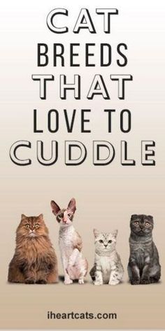 three cats sitting next to each other with the caption cat breeds that love to cuddle