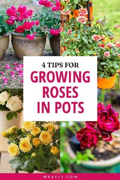 several potted plants with the words tips for growing roses in pots