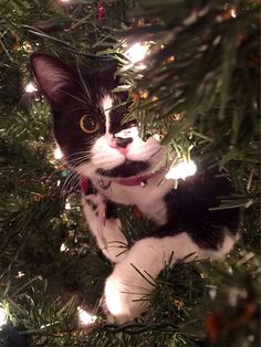 a black and white cat sitting on top of a christmas tree