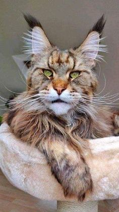 a cat with long hair laying down on top of a bed looking at the camera