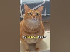 an orange cat sitting on top of a counter next to a bag with the caption in chinese