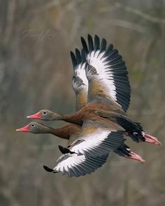 two ducks flying in the air with trees in the background