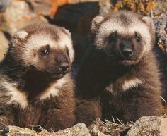 two brown and white animals sitting next to each other on top of a rocky hillside