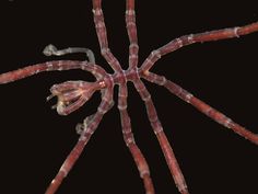 the inside of a spider's body with red and white stripes