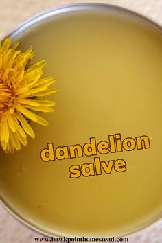 a dandelion salve with the words dandelion salve written on it