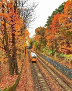 a train traveling down tracks through a forest filled with autumn leaves on the side of a road