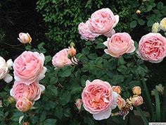 pink roses are blooming in the garden