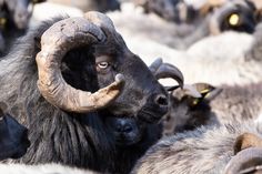 an animal with large horns standing in the middle of a group of other animals and looking at the camera