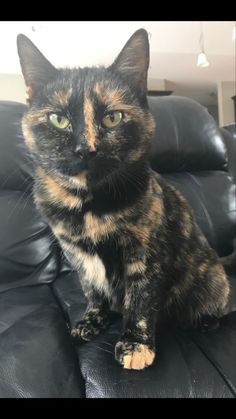 a calico cat sitting on top of a black leather couch in a living room