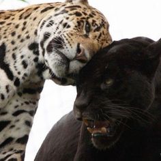 two black leopards are standing next to each other and one is rubbing its face against the other