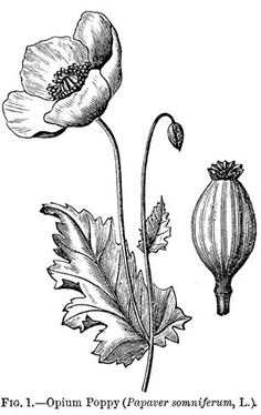 an image of two flowers with leaves on them, vintage line drawing or engraving illustration