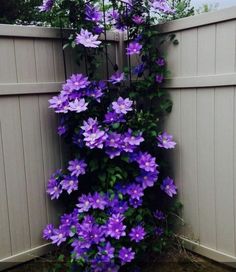 purple flowers growing on the side of a fence