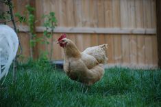 a chicken standing in the grass next to a tree