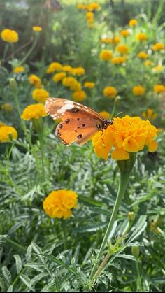 a butterfly sitting on top of a yellow flower