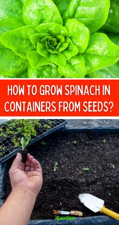 how to grow spinach in containers from seeds