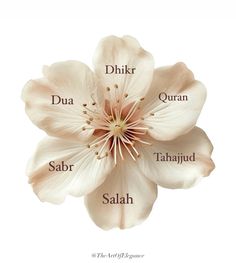 the parts of a flower with names in english and arabic on white background stock photo