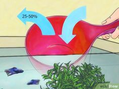 a person is pouring water into a bowl with plants and fish in the bottom right corner