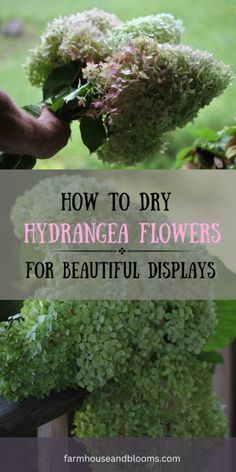 how to dry hydrangea flowers for beautiful displays