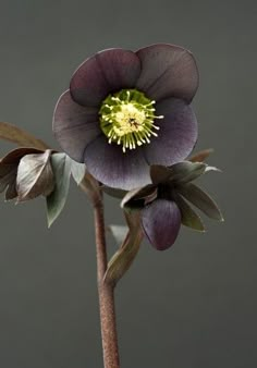 Amateur gardener Juliet Davis has a garden filled with beautiful hellebores   which she breeds herself. Hellebore Flower, Luxury Outdoor Spaces, Landscape Garden Design, Goth Garden, Gothic Garden, Garden Solutions, Landscape Garden