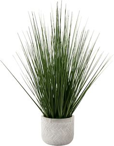 a potted plant with long thin green stems in it's white ceramic container