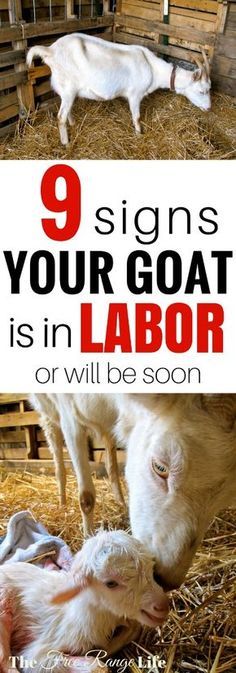 goats and lambs in their pen with the text 9 signs your goat is in labor or will be soon