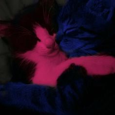 a black and white cat sleeping on top of a blue couch next to a pink pillow