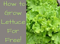 lettuce with the words how to grow lettuce for free