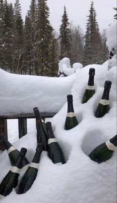 several bottles of champagne sitting on top of snow covered ground in front of pine trees