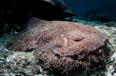 a close up of a fish on the ocean floor