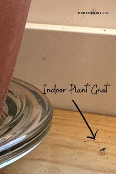 an image of a plant that is growing out of a potted planter on the floor