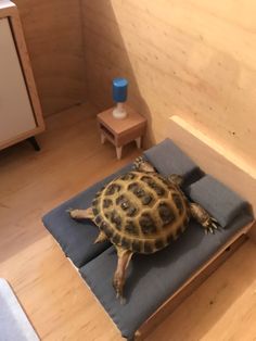 a small turtle sitting on top of a blue cushion in a room with wooden floors