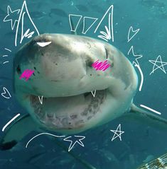 a shark with its mouth open in the water