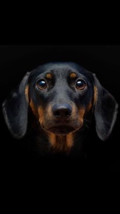 a black and brown dog looking up at the camera with its eyes wide open on a dark background