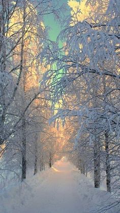 snow covered trees line a path in the middle of a snowy forest at sunset or dawn