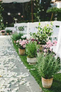 several potted plants are lined up on the grass in front of white lawn chairs